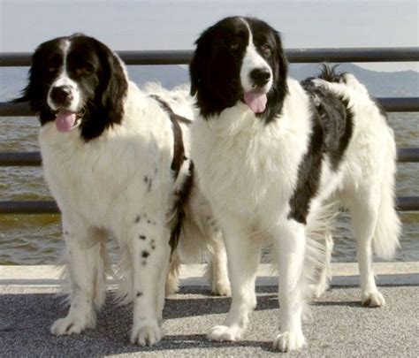 Big Black And White Dog Breeds Black And White Dog Breeds
