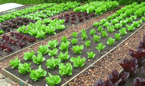 Tips On Organic Vegetable Gardening