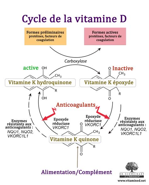 Vitamin k is one of them. Vitamine K et coagulation sanguine | Dr. Schweikart
