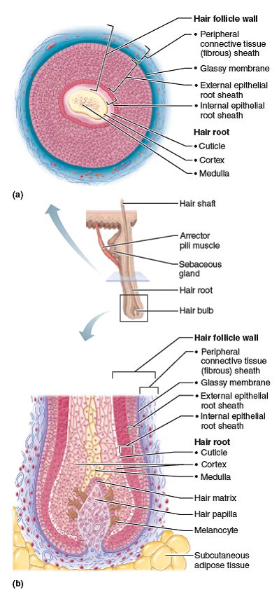 Cross Section Of A Hair Follicle Diagram Diagram Quizlet Ph