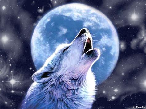 Howling Wolf Wallpaper Wallpapersafari