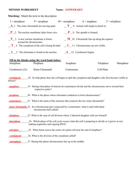 Biology multiple choice questions and answers for different competitive exams. Cell Division And Mitosis Worksheet Answer Key — excelguider.com