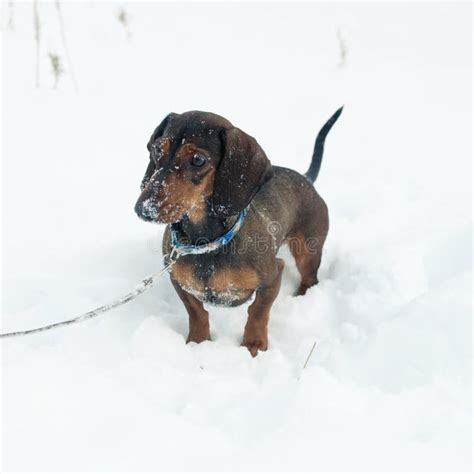 Dachshund In The Snow Stock Photo Image Of Winter Haired 64768920