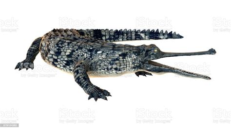 3d Rendering Gharial On White Stock Photo Download Image Now Gavial