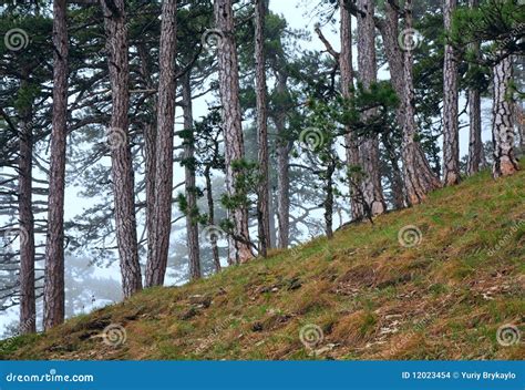 Summer Misty Pine Forest On Hill Stock Photo Image Of Crimea Summer