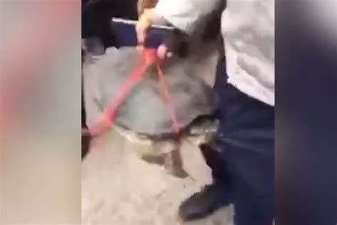 Man Gets Bitten In The Groin By Hungry Turtle That Wont Let Go In