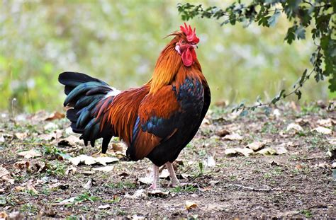 Chicken Cock Cockscomb Free Photo On Pixabay Pixabay