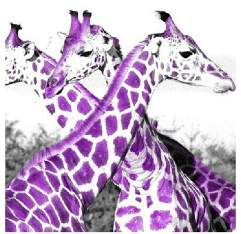 Purple Giraffes Giraffe Giraffe Photos Animals