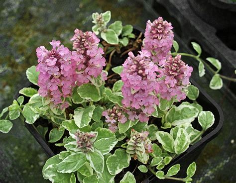 Ajuga Reptans Pink Lightning Cotswold Garden Flowers