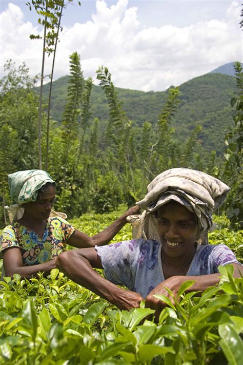 Wright State Newsroom Workers Harvesting Tea Crop In Sri Lanka