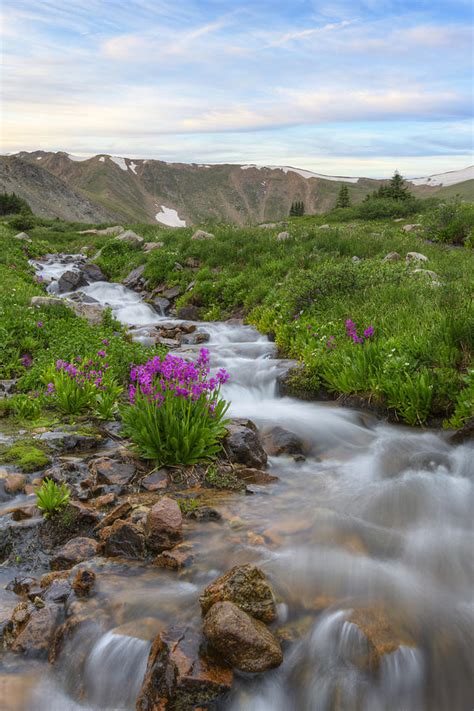Colorado Wildflowers Rocky Mountain Stream And Parrys Primros