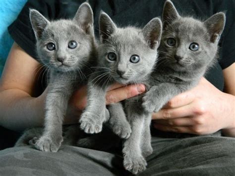 Russian Blue Info Temperament And Personality Kittens Shedding Pictures