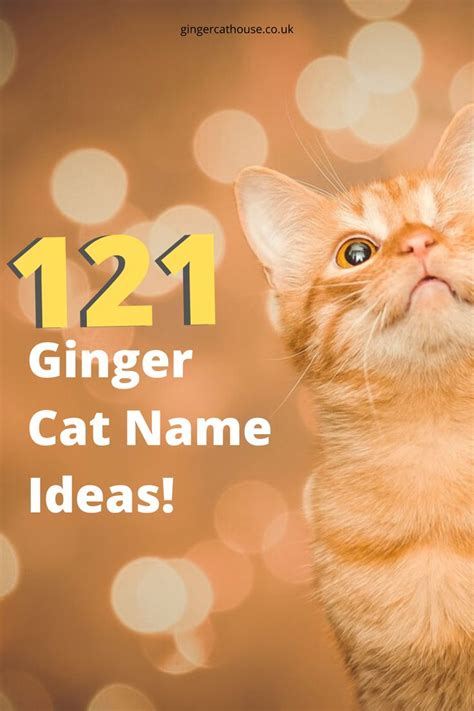 121 Ginger Cat Names Name Ideas For Orange Cats Ginger Cat Names