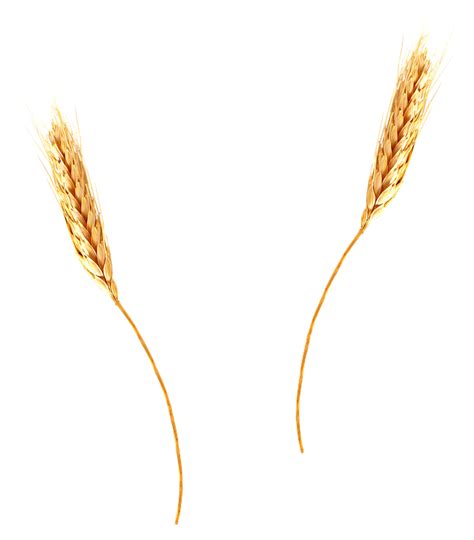 Wheat Stalk Drawing Free Download On Clipartmag