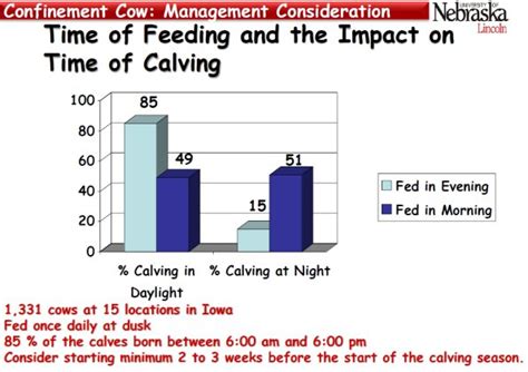 Time Of Feeding Influences When Cows Calve Announce University Of