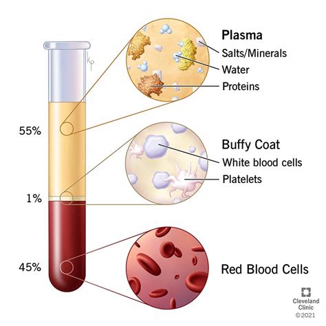 50 Shocking Facts Unveiling Blood Plasma Composition 2024