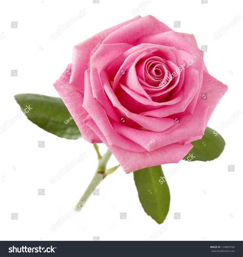 Pink Rose Isolated On White Background Stock Photo 124863760 Shutterstock