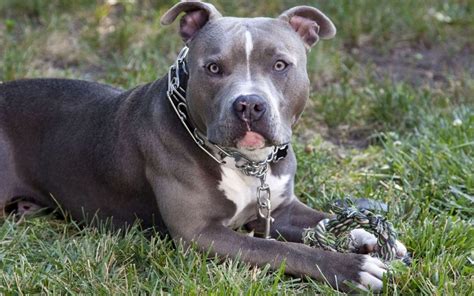 He released his debut album, m.i.a.m.i. El Pitbull ¿Peligroso o La Mascota Perfecta? | LosAnimales.org