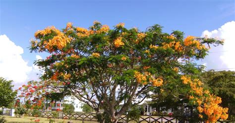 Native And Exotic Plants Of Florida Royal Poinsiana Trees