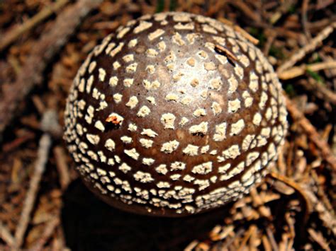 Spotted Mushroom Bedeciu Romania Cameliatwu Flickr