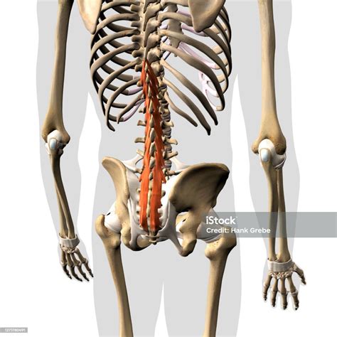 Multifidus Muscle Isolated On The Spinal Column 3d Rendering Stock