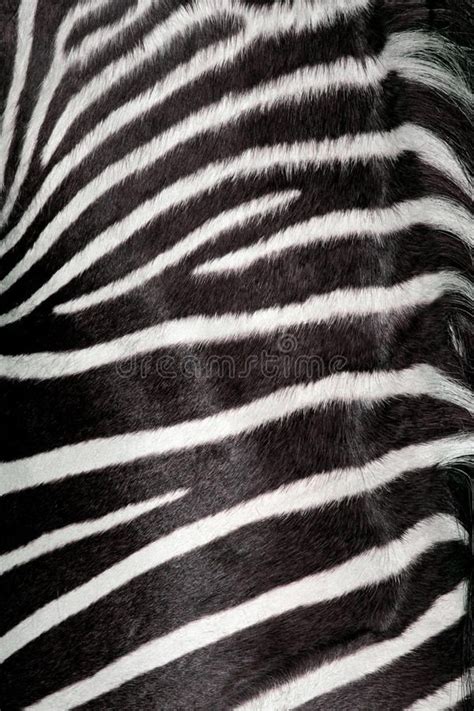 Zebra Texture Real Stock Image Image Of Hunting Orange