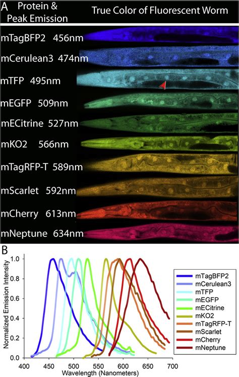 True colors of fluorescent proteins in worms and their emission... | Download Scientific Diagram