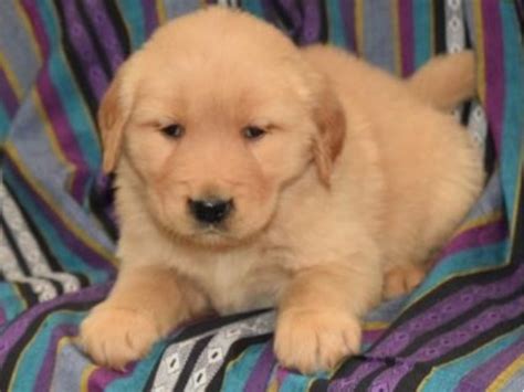 Golden retriever puppies are adorable, playful and smart. Sapphire - Golden Retriever Puppy for Sale - Animals ...