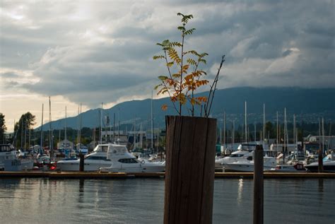 Find the best store in north vancouver, bc. Vancouver Daily Photo: Mosquito Creek Marina - North Vancouver