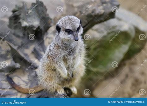 Full Body Of A Wild African Meerkat On The Tree Trank Stock Image