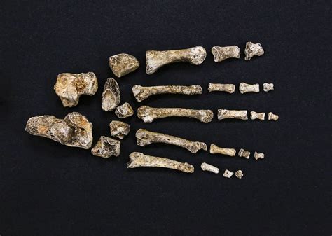 The find is arguably one of the most important discoveries in human origins research in half a century. Homo naledi, the newly discovered species of ancient human, explained - Vox
