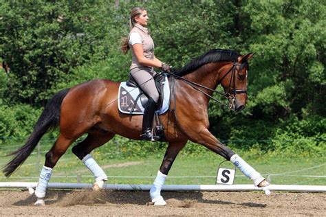 Extended Trot Holy Hell Thats A Nice Extended Trot Andalusian Horse