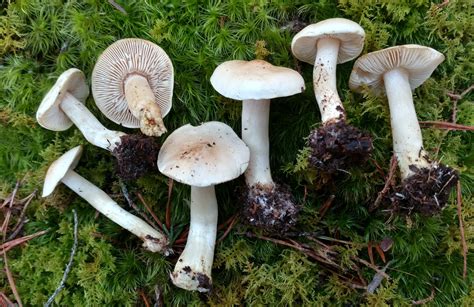 Tricholoma Inamoenum The Ultimate Mushroom Guide