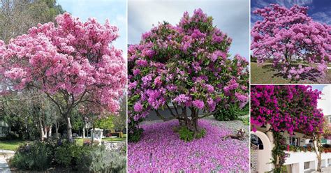 14 Most Beautiful Pink Flowering Trees In Florida
