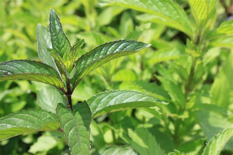 Easy To Grow Herbs For Your Homestead Medicinal Herb Garden