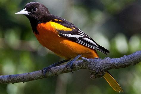 Orchard Oriole Vs Baltimore Oriole How Do They Compare Birdwatching Buzz