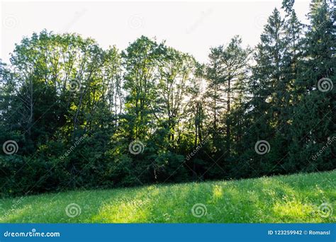 Bright Green Forest Natural Walkway In Sunny Day Light Sunshine Forest
