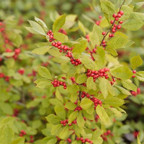 Berry Heavy Winterberry Holly Ilex Verticillata Proven Winners