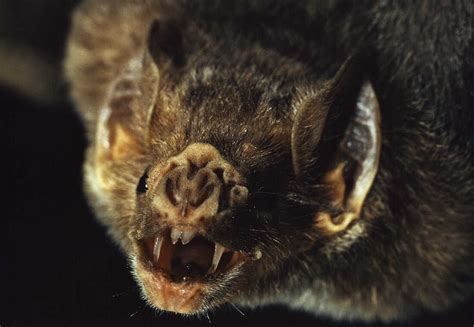 New Research Shows How To Stop Vampire Bats From Spreading Rabies Goats And Soda Npr