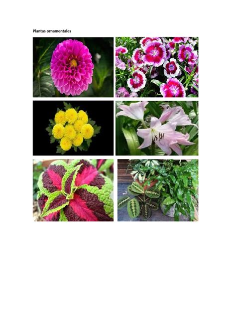 Plantas Ornamentales Pdf