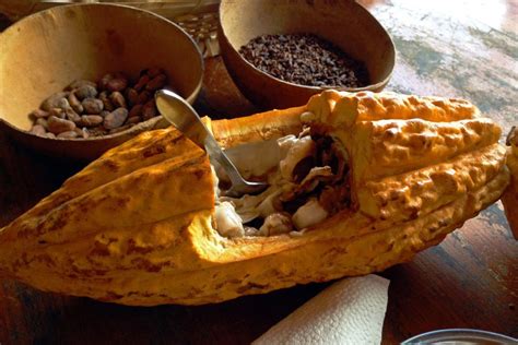 Un Viaje A Trav S Del Cacao En Ecuador Living Ecuador Travel