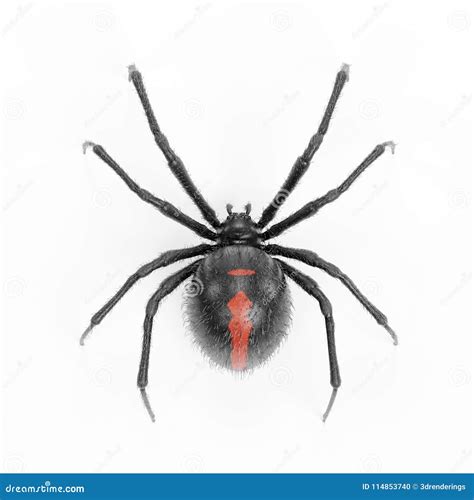 3d Render Of Black Widow Spider Stock Illustration Illustration Of