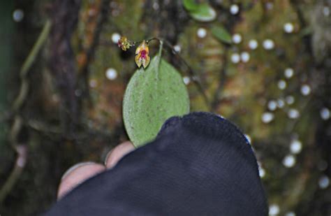 The Worlds Smallest Orchid I Took This In The Rain Forest Flickr
