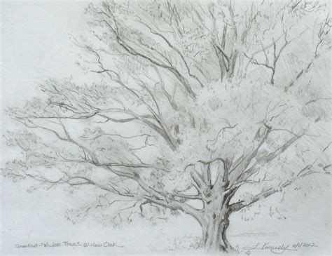 How To Draw A Tree Lillian Kennedy Tree Drawing