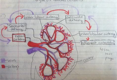 They are vital for carrying nutrients, oxygen and waste around the body. Chapter 27 Kidneys Nephrons Urinary - Biomedical Science 107 with Connell at Santa Barbara City ...