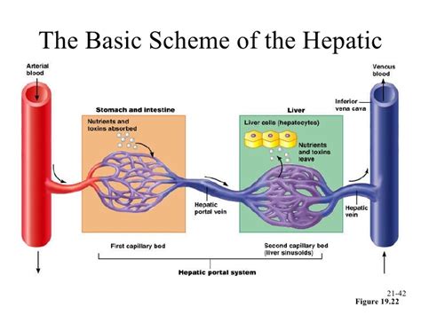 The liver is the largest solid organ in the human body. Does the hepatic portal system begin and end with capillary beds? | Socratic