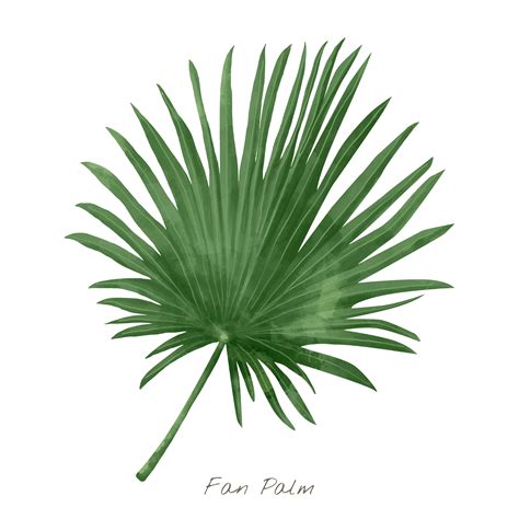 Fan Palm Leaf Isolated On White Background Download Free Vectors