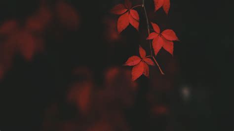 Red Leaves Wallpapers Top Free Red Leaves Backgrounds Wallpaperaccess