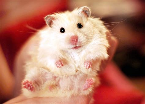 Cute Hamster Pictures You Need To See Funny Hamster Photos