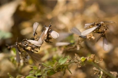 Termite Swarmers Flying Termites In The Pacific Northwest